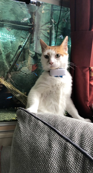 To think my cat is faulty?