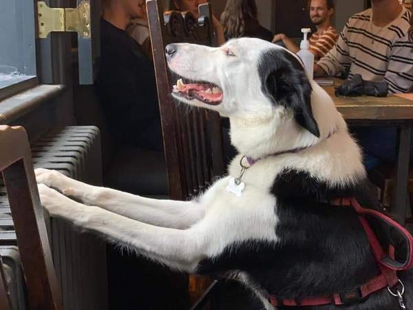 Personality from puppy to grown up dog