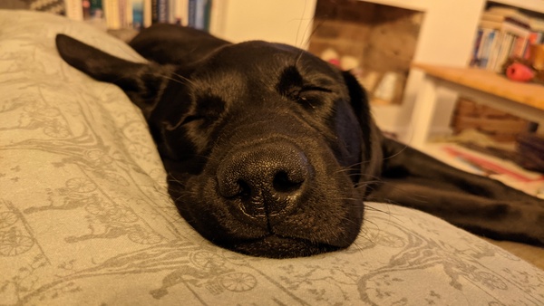 Puppy Survival Thread August part 2