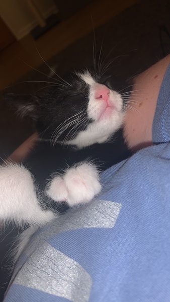 New kitten, am I normal to worry so much?!🤣
