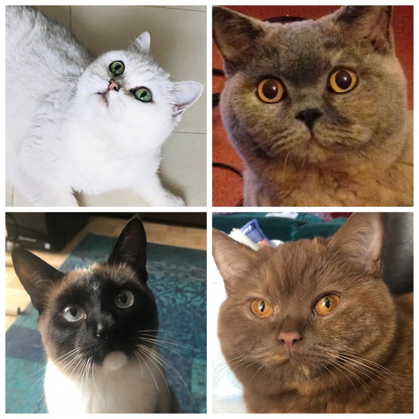 Tell me the colour of your cats eyes