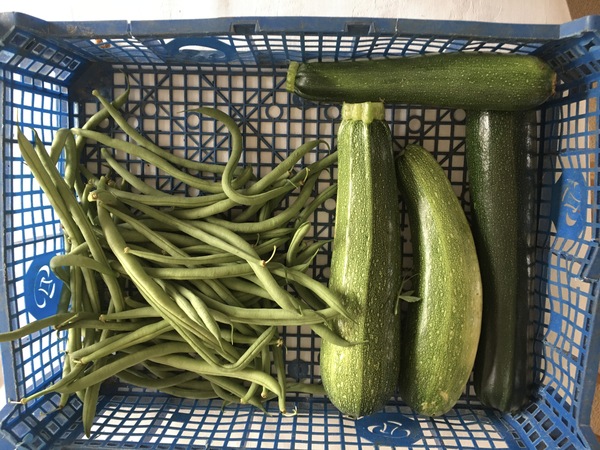 Allotment/Veg patch Thread 17 - onwards and upwards