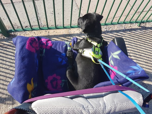 Puppy Survival Thread August part 2