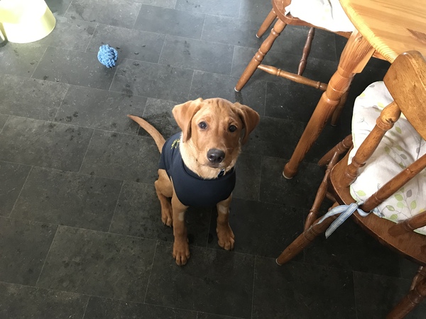 Puppy Survival Thread - August