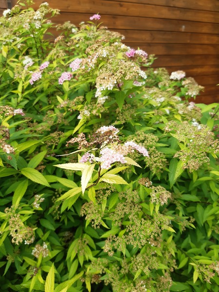 Any idea what this shrub is please ?