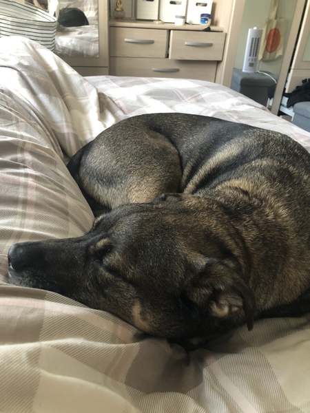 Is your dog allowed upstairs?