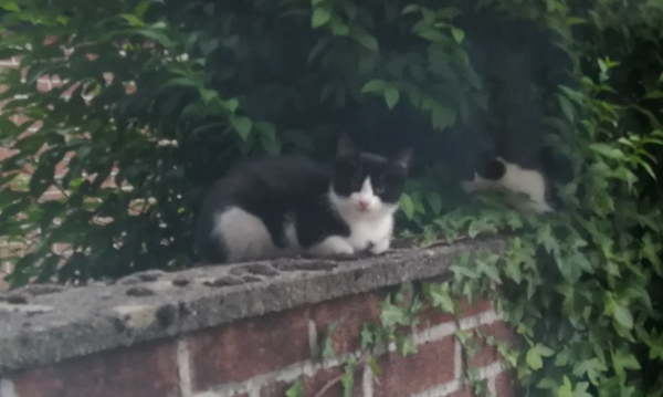 Looking after semi feral cats, update and questions
