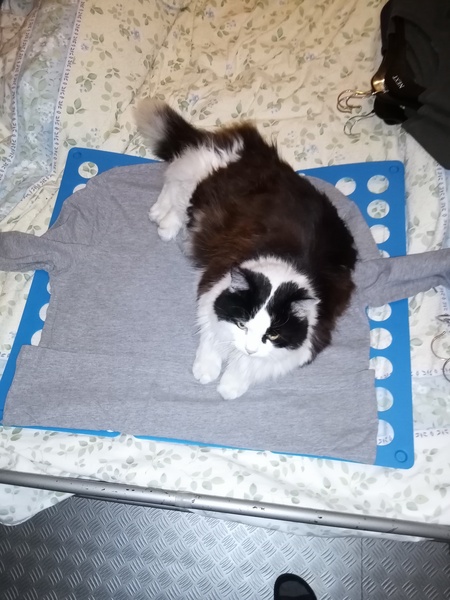 To think my cat is faulty?