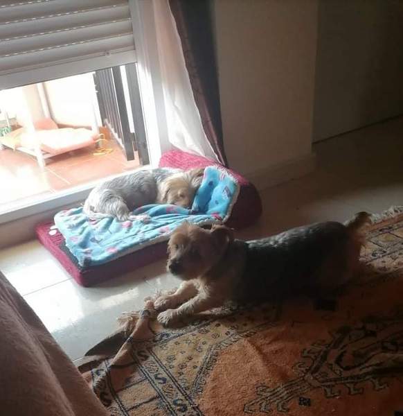 Talk to me about Yorkshire Terriers