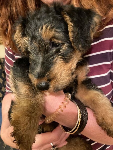 Puppy Survival Thread - August