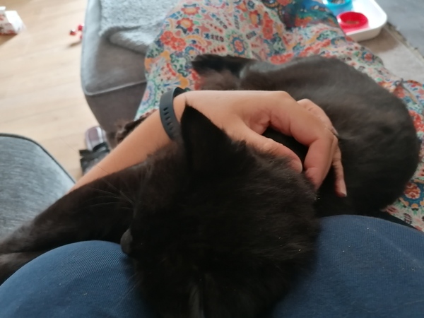 Bringing a new cat home - advice appreciated
