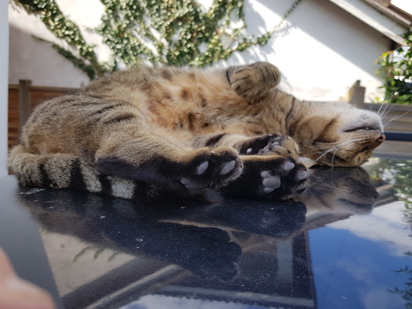 Thug cat part 4.  After all, it's not my Axminster.