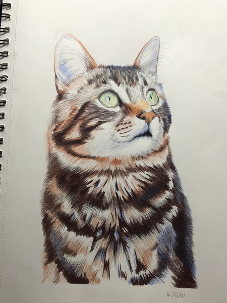 Please post cute pictures and tell me about your cats.