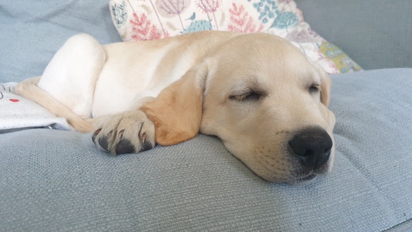 Puppy Survival Thread August part 2
