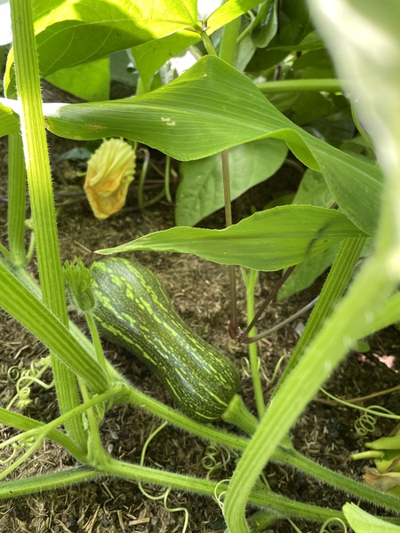 Embarrassing vegetable question