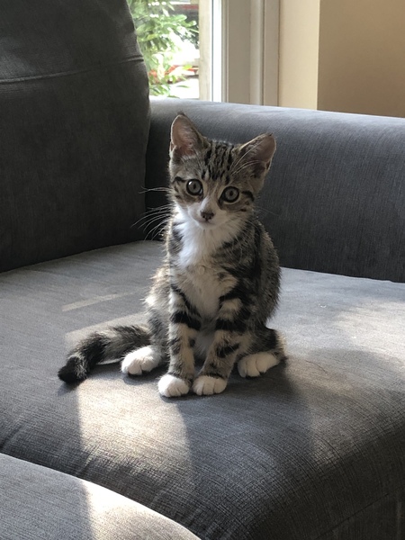 Open Plan + New Kitten?