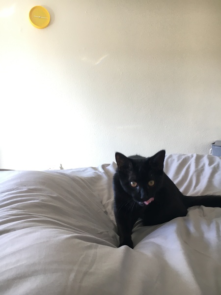 No cats in bedrooms