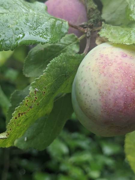 Any Witches Here? Part 14.