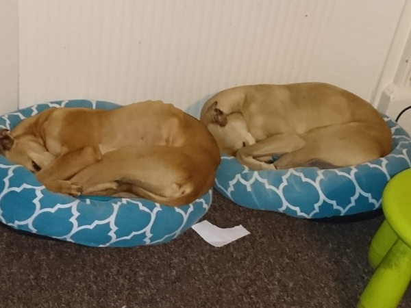 Pointy hound owners please assemble!