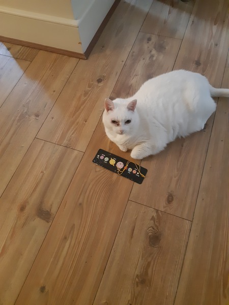 What's your DCat up to today? (Thread 8)