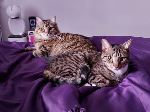 No cats in bedrooms