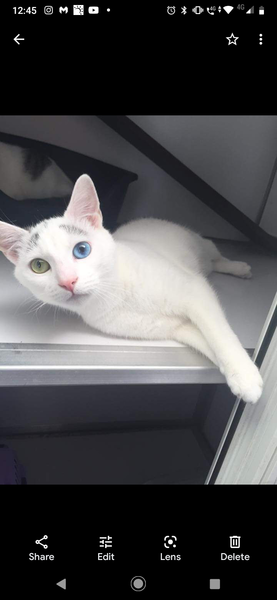 Tell me the colour of your cats eyes