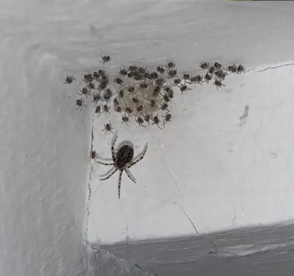 Crazy bravery? To picks spiders up in my hand to throw them out of door/ window?
