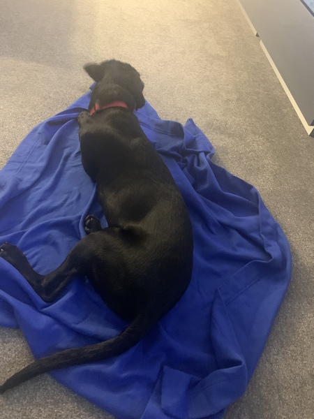 Puppy Survival Thread August part 2