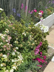 Pot or border for agapanthus?