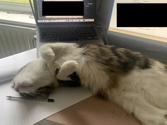 Cats. Why do they do this ?