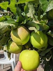 Apple tree