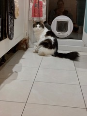 Sad limping cat