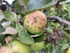 What’s wrong with my apple tree?