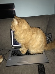 Chez Ollie - "Give me your tired, your paw, your purring masses..." - All welcome