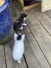 Please post cute pictures and tell me about your cats.