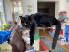 Why does my cat…