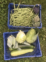 Allotment/Veg patch Thread 17 - onwards and upwards