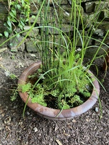 Has anyone ever actually successfully made a micro-pond?