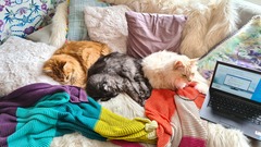 Maine coon decision today!