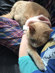 New Rescue Cat - one or two?