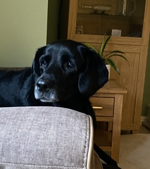 Help - please suggest names for black labrador puppy