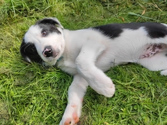 Who wants to see my puppy??!!