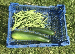Allotment/Veg patch Thread 17 - onwards and upwards