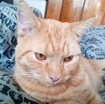 Please post cute pictures and tell me about your cats.
