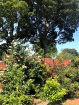 Any Witches Here? Part 15