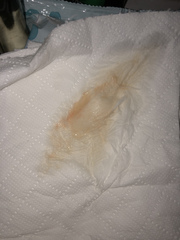 Is this my show? *****TMI PIC IN COMMENTS*****