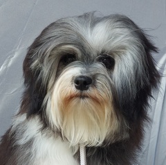 Recommend A Breed