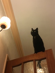 Indoor cat - her choice