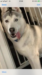 Dogs that you don’t see anymore