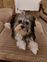 Recommend A Breed